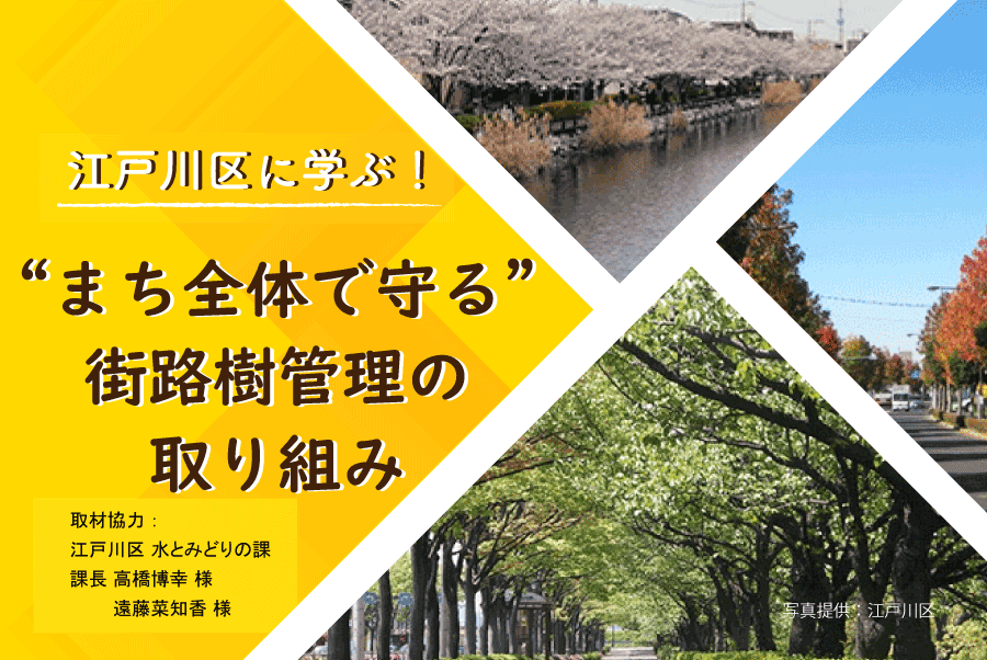 江戸川区に学ぶ！ “まち全体で守る”街路樹管理の取り組み